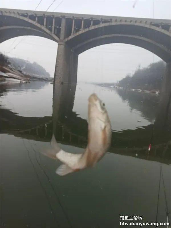 饵料|垂钓雪中景,雪中好鱼情