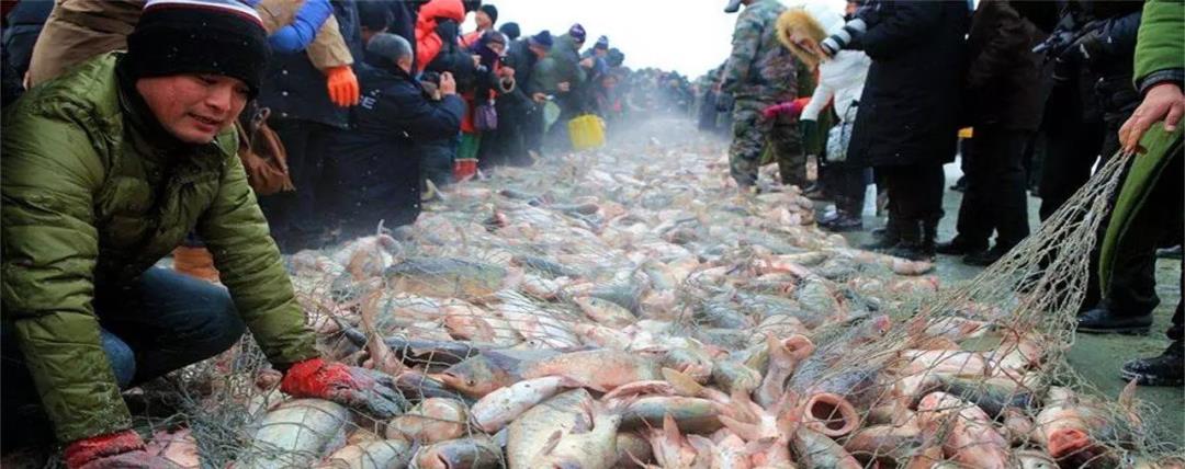 一网捞出50万斤鱼！查干湖的鱼为何越捞越多？到底是不是洗澡鱼?