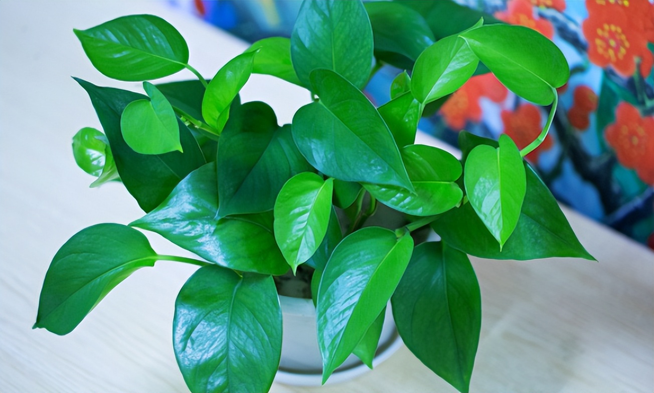 很多人搞错了,除甲醛不能全靠绿萝!但多养些却可制造出天然氧吧