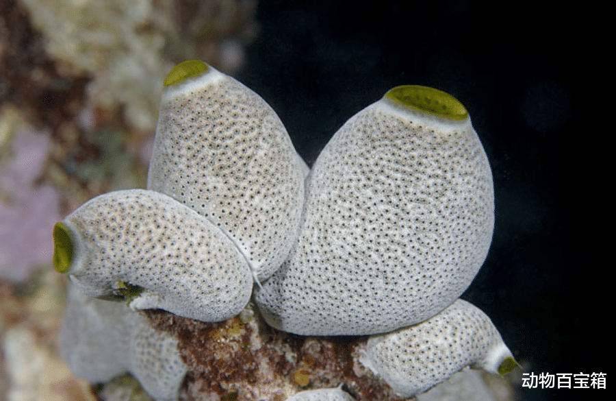 诡异的海洋生物,只有“吃掉”自己脑子才能长大,海鞘究竟是什么