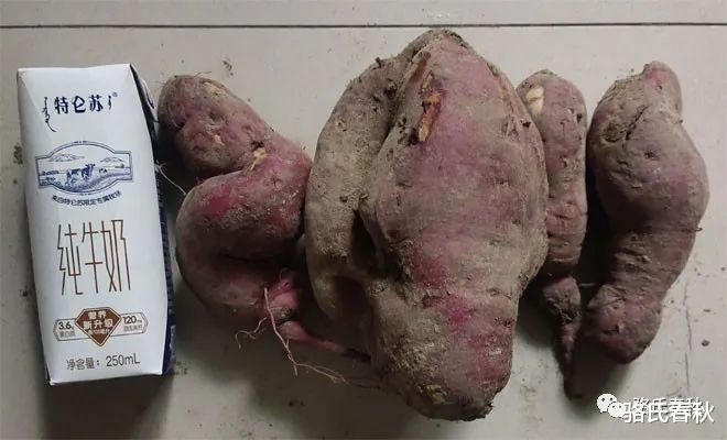 院子里的番薯收成记