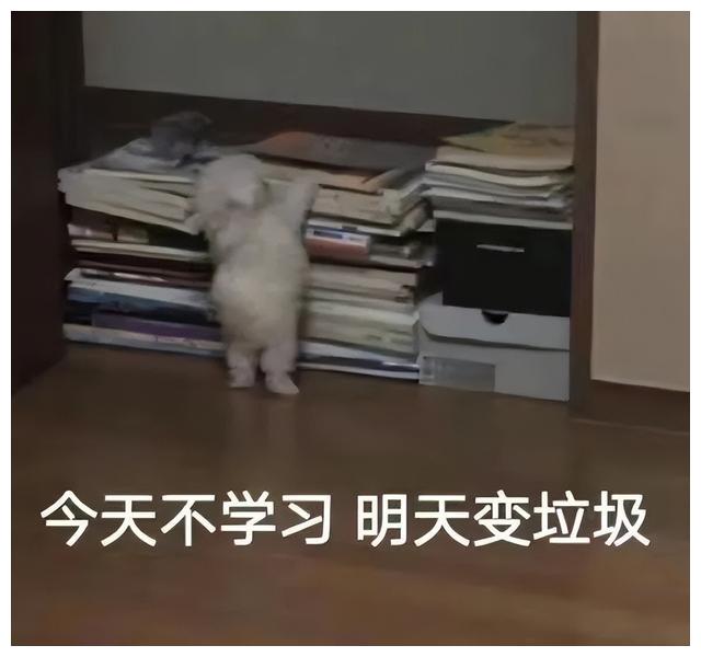 周迅|周迅参加综艺,现场翻车、被骂上热搜,她到底错在哪里?