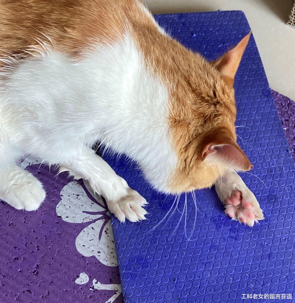 一只爱玩水的猫，特像搞笑熊孩子