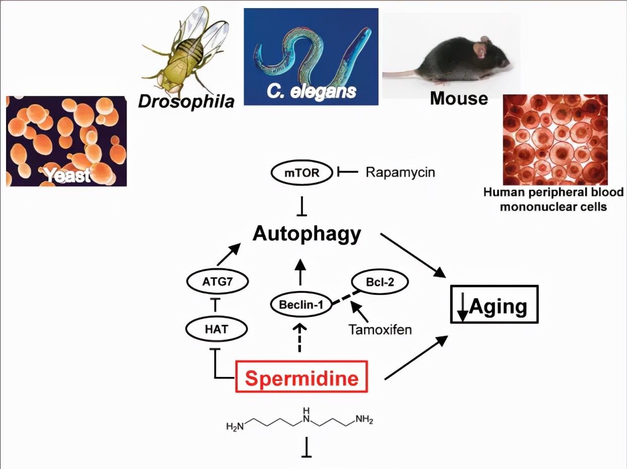 什么是亚精胺Spermidine？亚精胺抗衰有效吗？如何补充亚精胺？