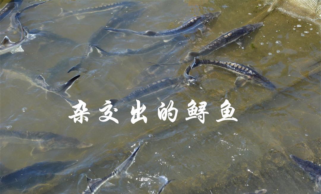 俄罗斯鲟和美国匙吻鲟杂交出了“狮虎鱼”,生物学家:不敢相信