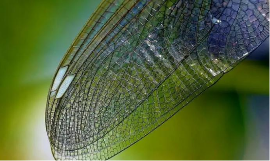 飞行界的“王者”——蜻蜓?诡异的飞行,科学家研究多年依然头痛