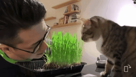 为教育小猫不乱撕纸，主人一边撕一边扇自己…猫都看傻眼了：对自己挺狠啊