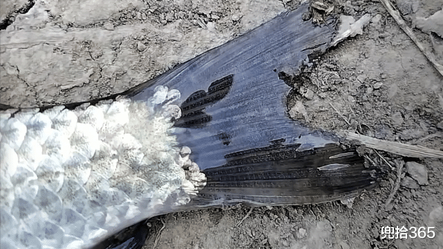 江苏省|江苏一男子钓鱼玩出了新花样,小鲫鱼拍成10斤大鱼,网友:学会了