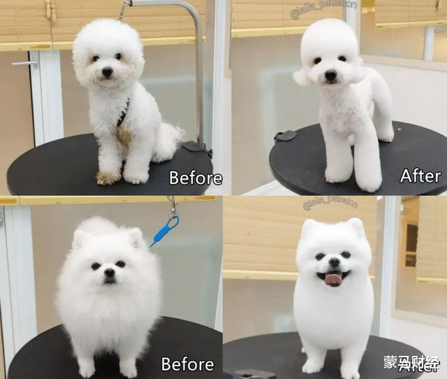 宠物美容 花5000元的“狗德培训班”，能让狗子不拆家、不乱叫吗？