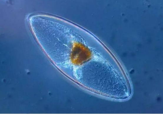 第一个生命是什么样的?英国科学家的这个发现,或会改写生物课本