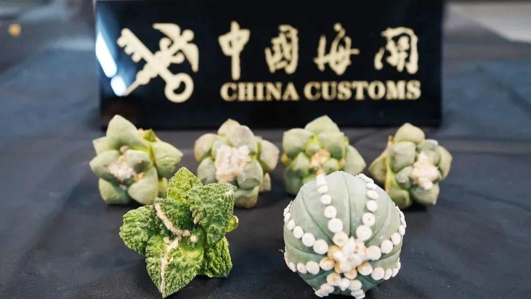 女子带外形奇特“小东西”被扣？官方通报：这是不对的！