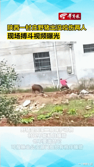 真靠谱?陕西渭南鼓励“民众自发捕杀野猪”,捕杀一头奖励2500元
