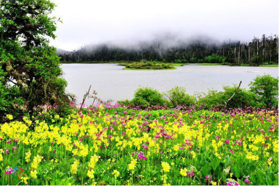 香格里拉|香格里拉大四赏花地，秋天仅剩一处绝美