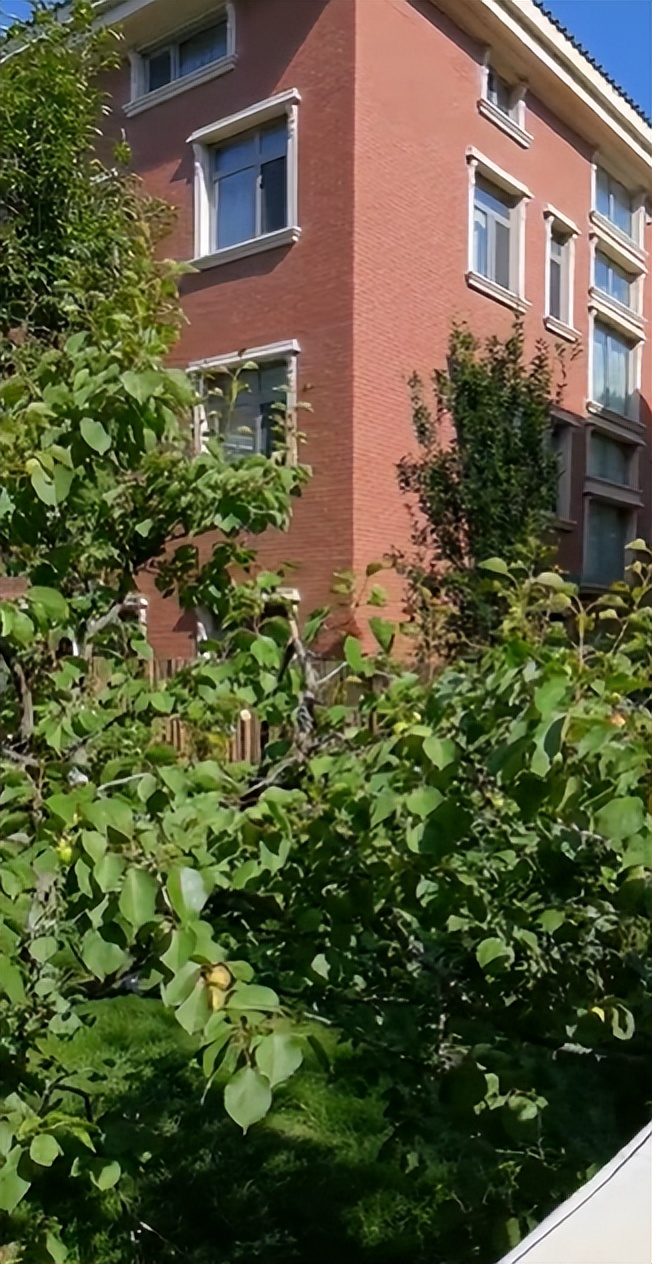 腾格尔|62岁腾格尔摘树上野果吃!直接往嘴里塞不嫌脏,酸到五官扭曲变样