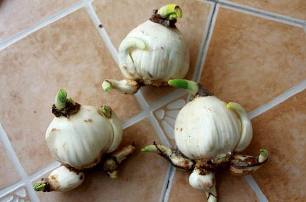 没有传粉的昆虫,腊梅为何还能在冬天开花?它们不怕近亲繁殖吗?