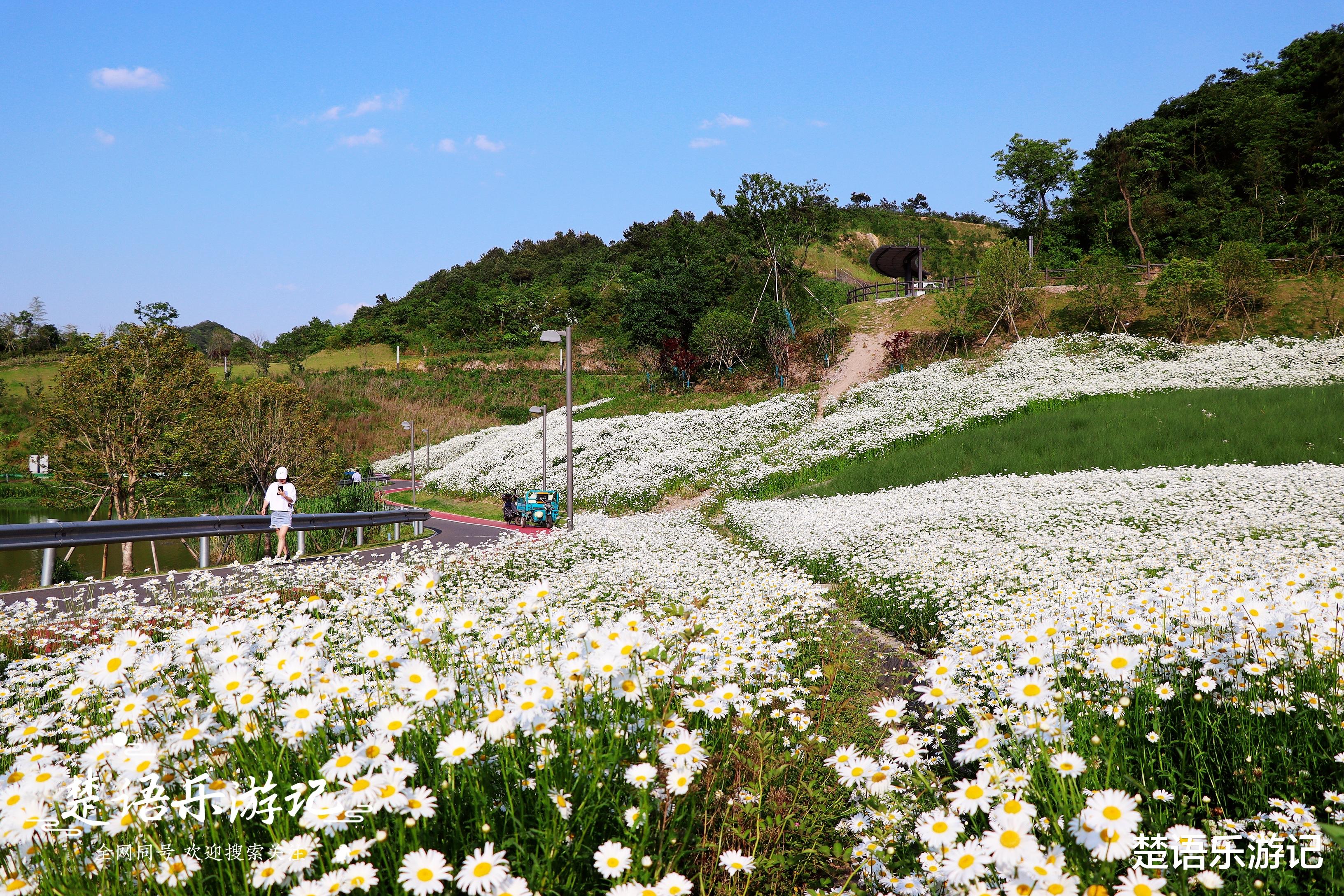 川藏公路|宁波这座山开满小雏菊，因风景太美成为网红打卡胜地，真的太美了