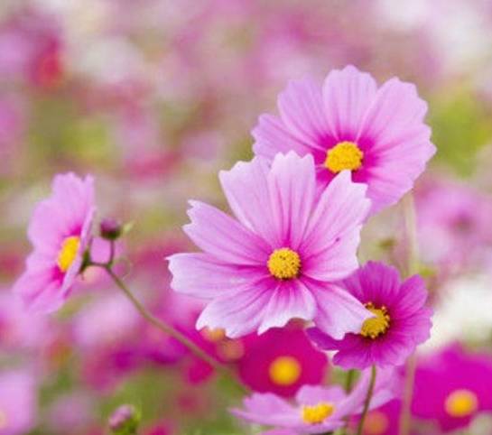 生肖|让男人“朝思暮想”的三个生肖女，五官很耐看，妥妥一个素颜女神