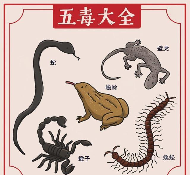 壁虎看起来人畜无害，凭何能上“五毒榜”？它真的有毒吗？