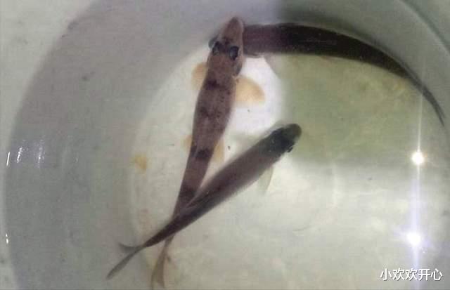 银环蛇|广东一男子夜钓打瞌睡，银环蛇趴在他脚边睡着了，网友：与死神擦肩