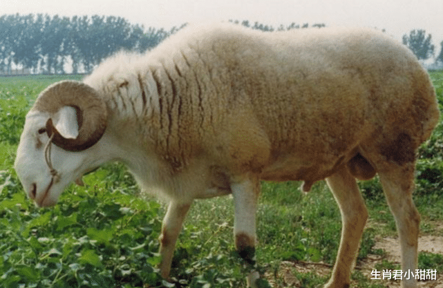 生肖|既能赚钱养家，又能貌美如花，生肖羊经济独立在家庭和职场有底气