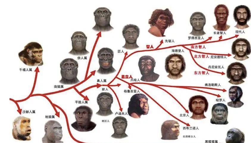 人类男性进化过程中,隐私部位的骨头进化没了,为何没影响生育?