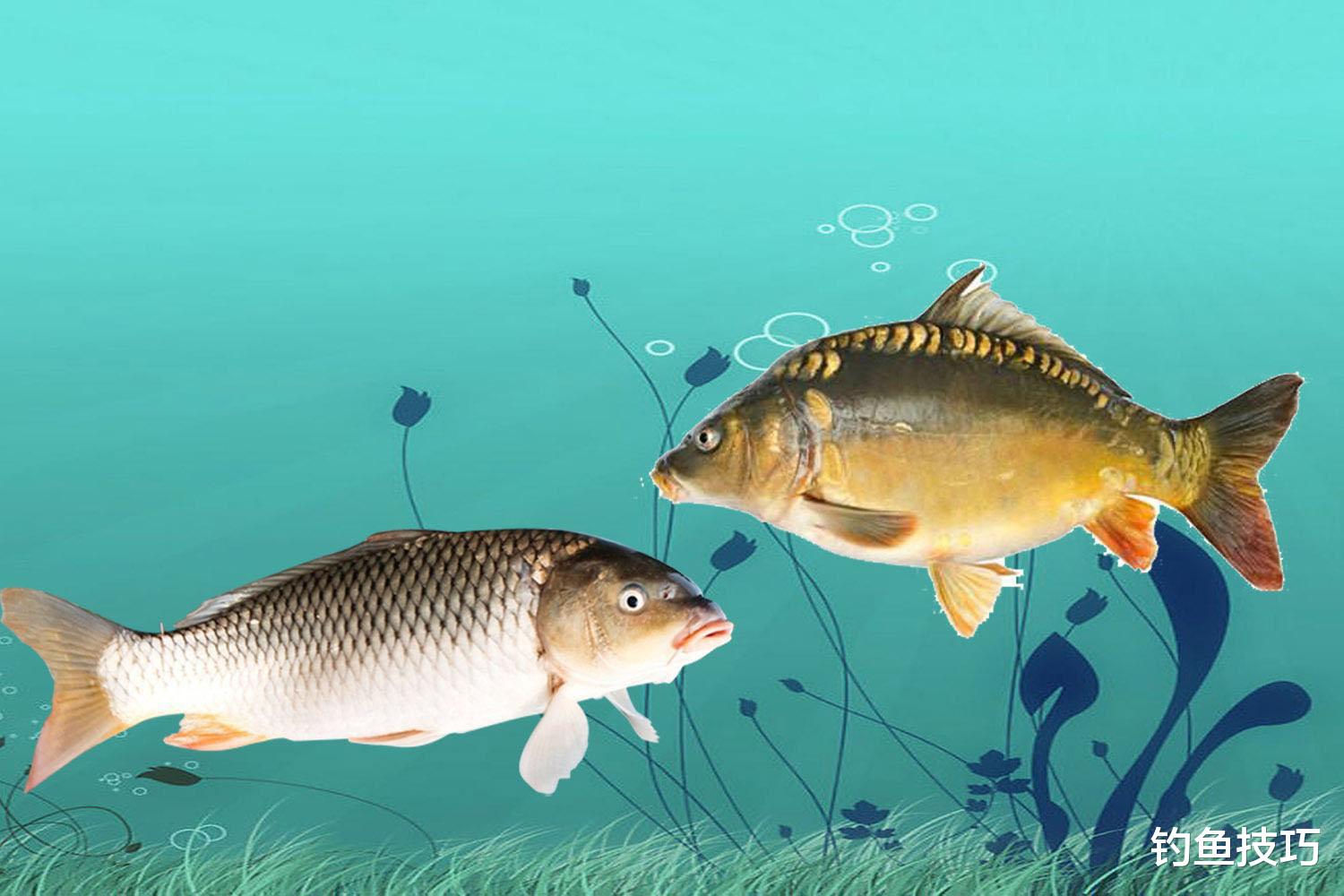 |为什么不能每次都钓到鱼?钓无定法的4个根本原因