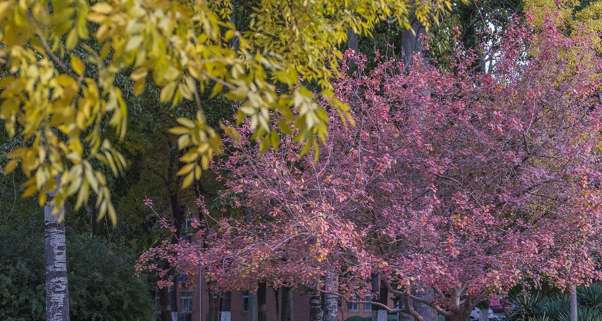 天津市|秋季去哪里玩最好呢?天津十大秋季旅游景点,天津秋色最美的地方