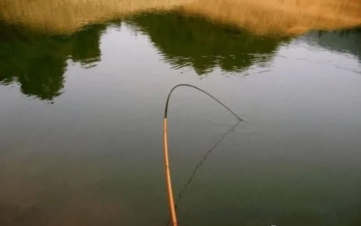 |广为流传的“鲤鱼打桩”，是钓鱼界的传说？还是真实存在？