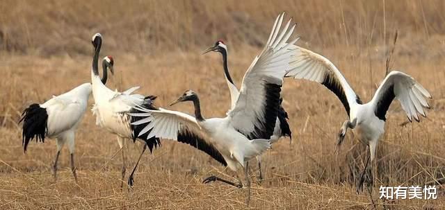 黑龙江|国内值得去的六大沼泽湿地,每个都美得与众不同,你去过几个呢?