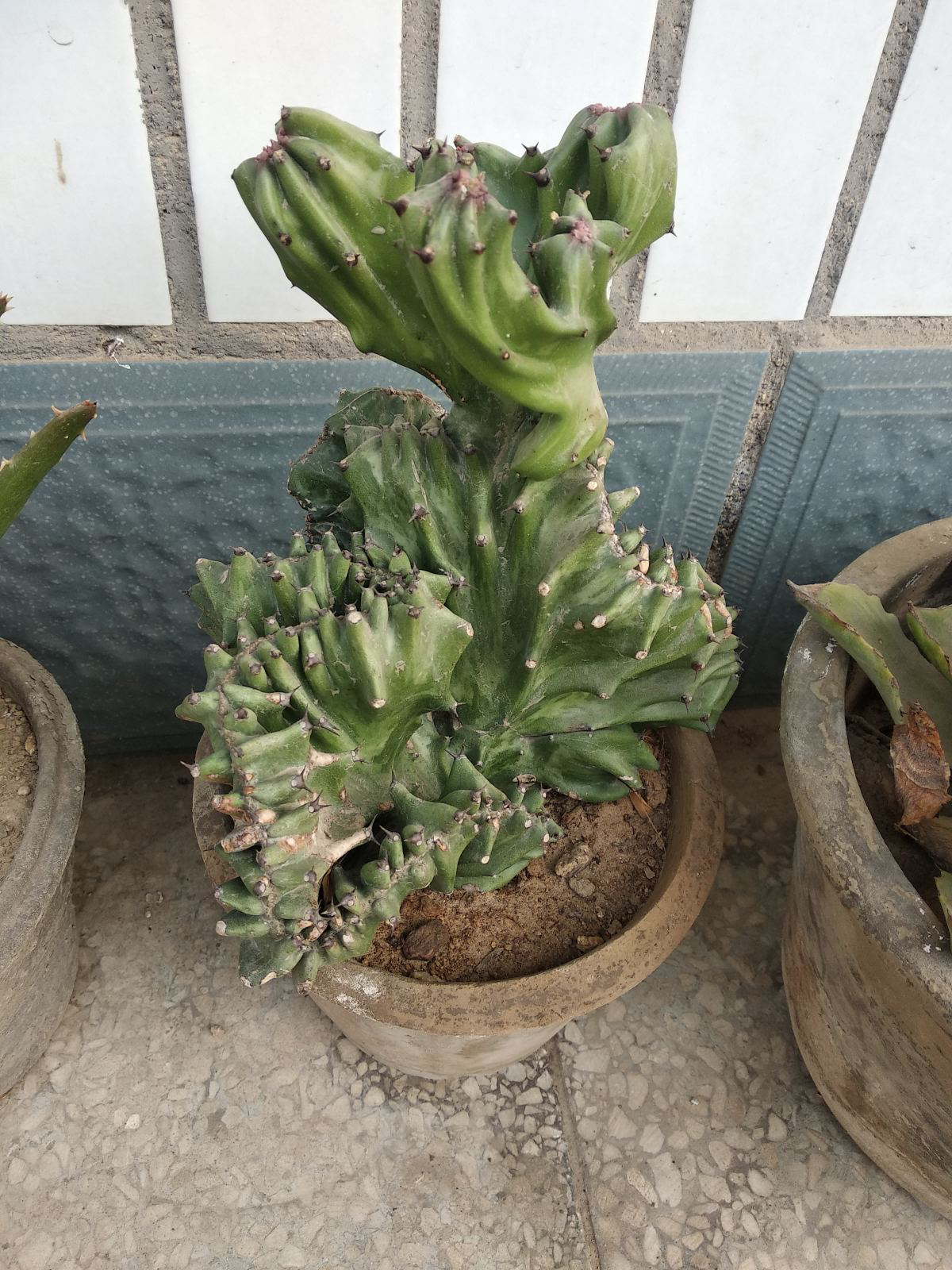 家里必备的3种“镇宅植物”，霸气外露，震慑力杠杠的