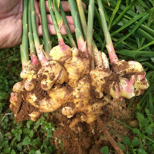 阳台种生姜,谨记3要点,挖出“一桶姜山”,一年吃不完