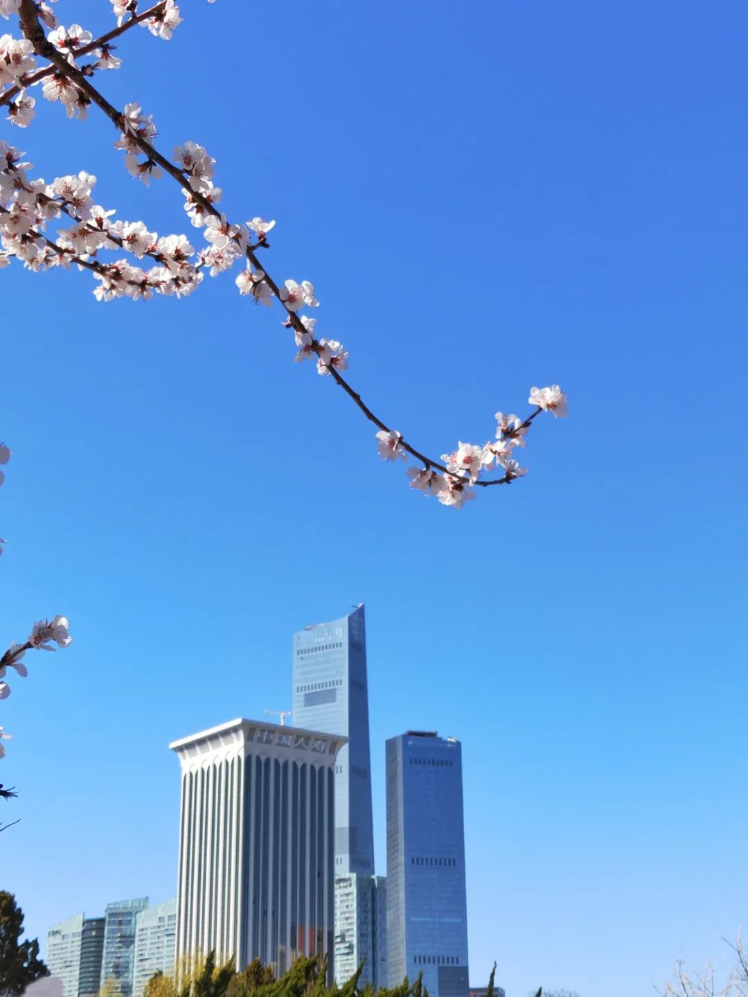 济南|大连赏花地推荐，这个春天，来大连赏花吧