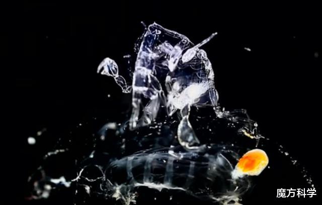 罕见!国外网友抓获一神秘透明生物,异形上演?对人类威胁有多大