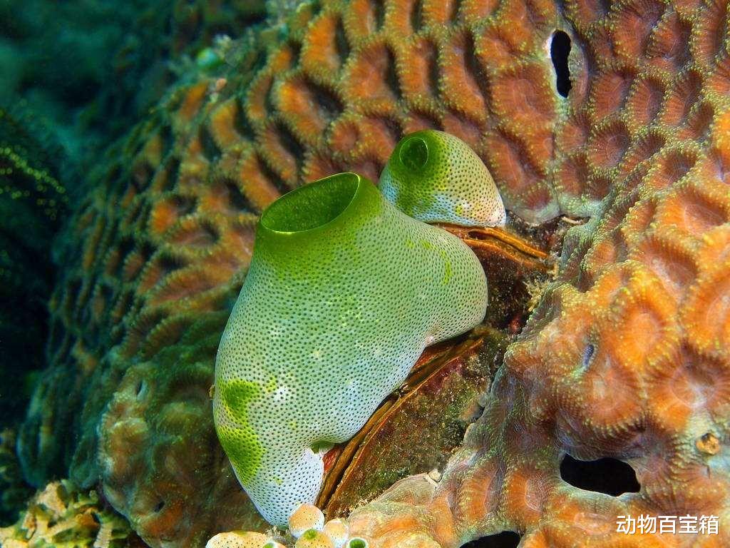 诡异的海洋生物,只有“吃掉”自己脑子才能长大,海鞘究竟是什么