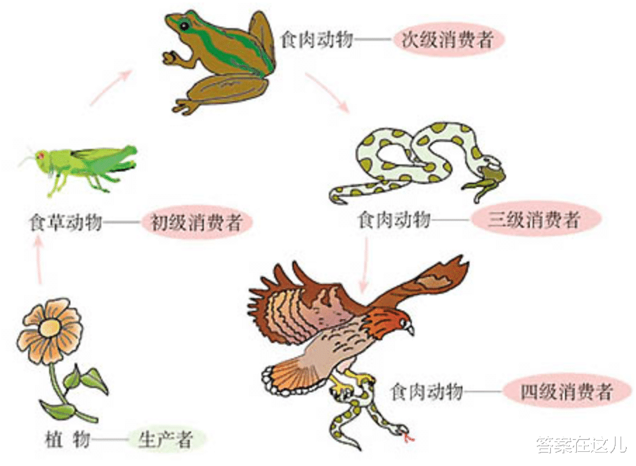 谁才是最强生物？老虎狮子的排名起冲突！盘点陆地生物战斗力