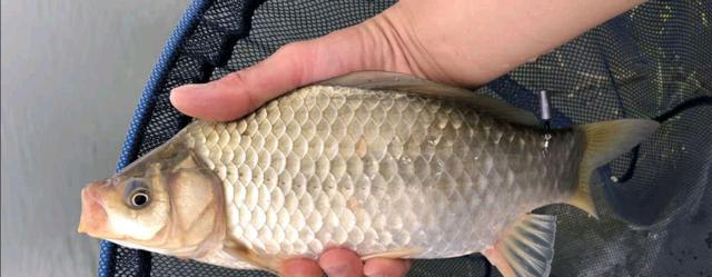 摩尔庄园|冬天鲫鱼最爱吃的鱼饵不在渔具店，而是菜市场，用它就能做出来