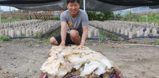 违背生命规律的生物有哪些?你听说过,跳出三界外的“太岁”吗?