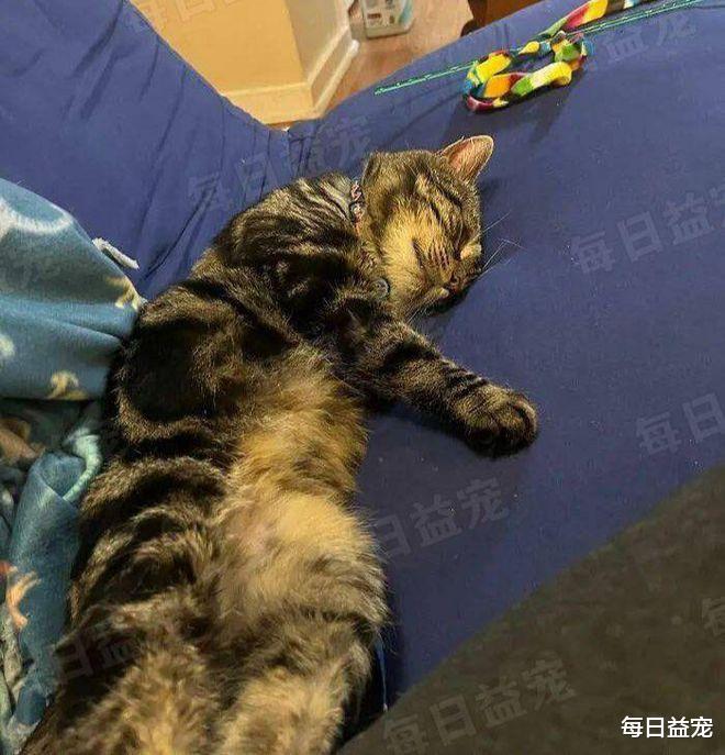 猫界“忧郁哥”走红，沮丧小脸引人注目，被收养后360°大转变