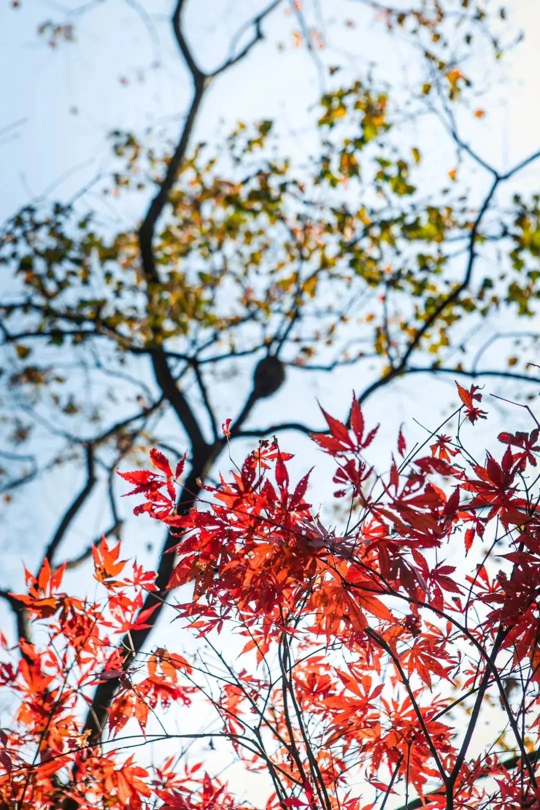 小红书|枫红了！广西标志性赏枫秘境，又到最佳观赏期！|广西旅游年卡