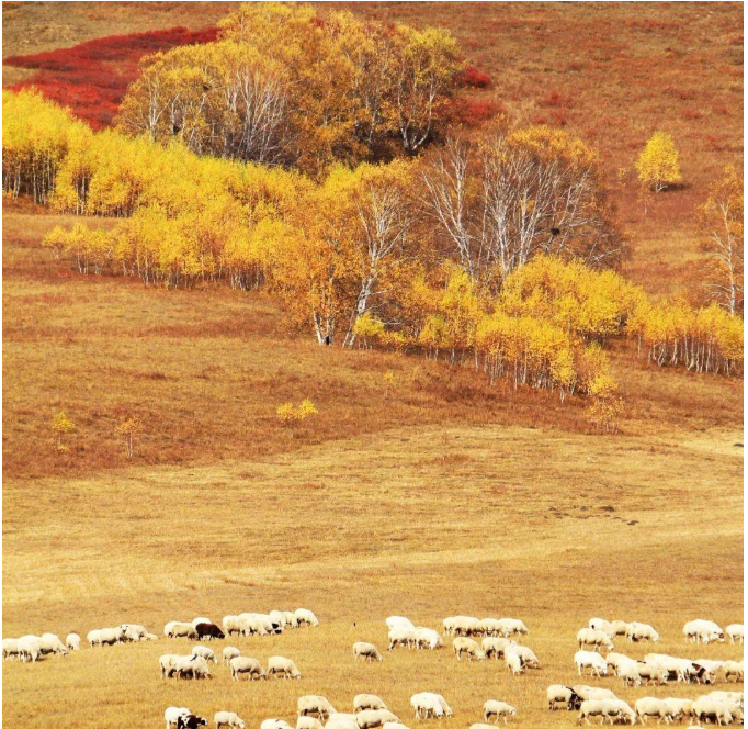 旅游景点|有一种秋天，叫做乌兰布统草原