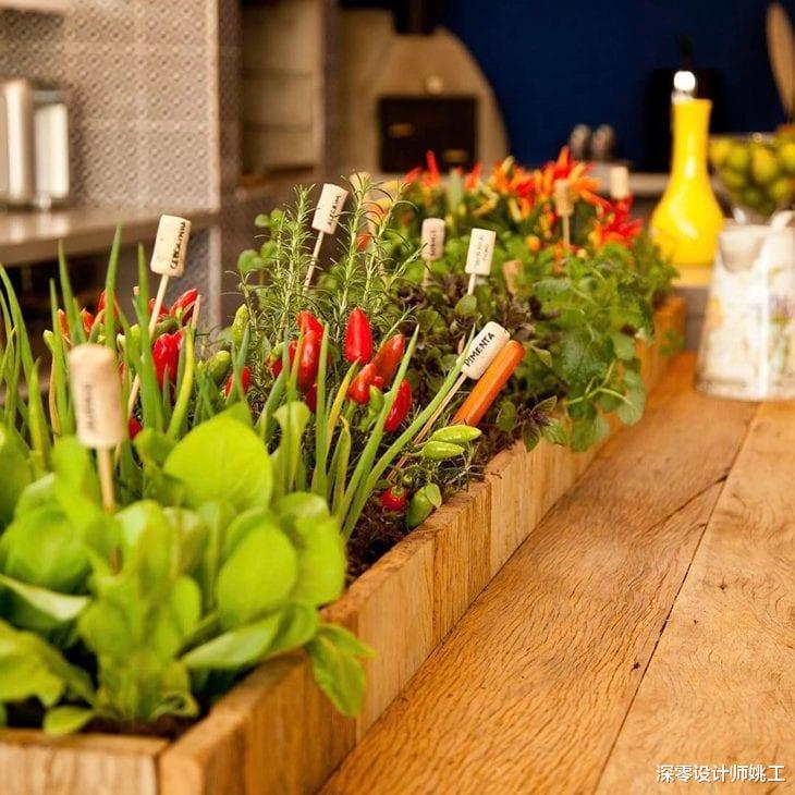 迟早有一天,我也能在厨房这7个地方种上蔬菜,自给自足超省事