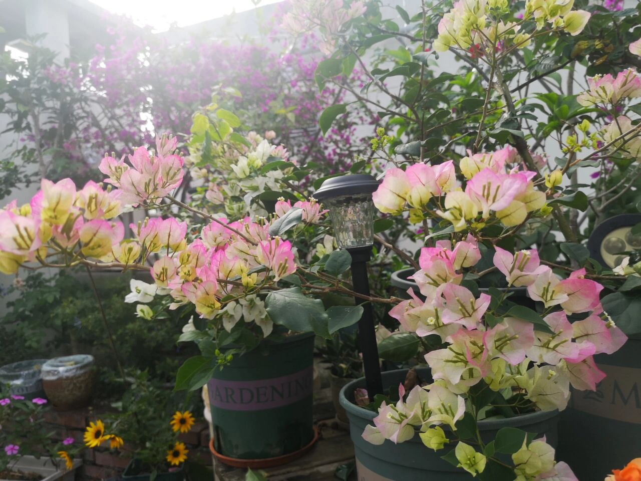 50㎡露台花园布置，分享露台改造避坑指南，希望能给你们一些灵感