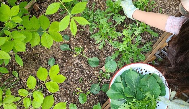 住了3年的93房,一楼有院子、4楼有露台,一家人的生活幸福安逸