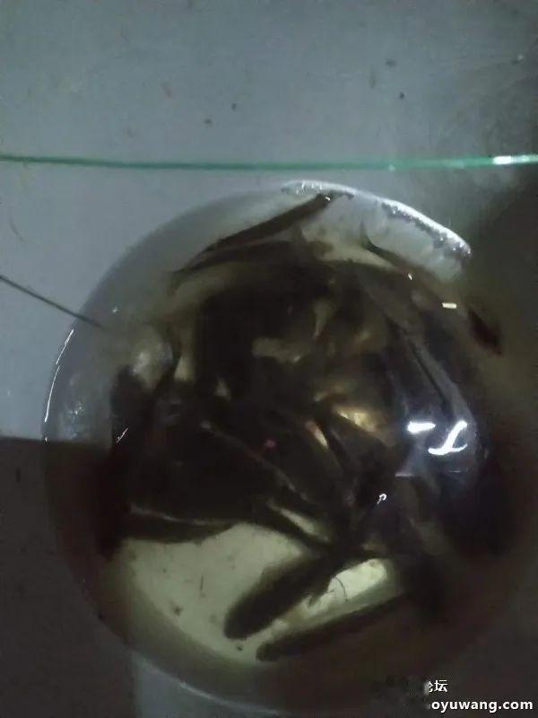 钓鱼|冬夜独钓,鱼口暴躁!