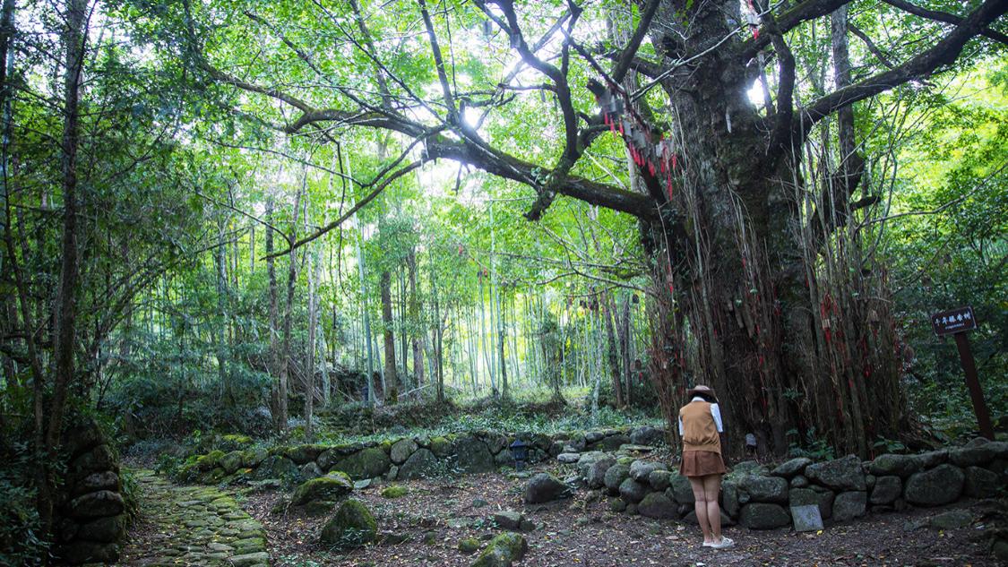 |福建云灵山发现一棵千年银杏，树身惊现“佛手”，无数人来此朝拜