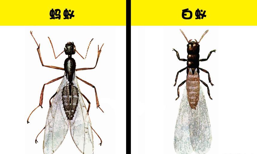 看起来几乎完全相同,并被许多人混淆的7对不同的动物