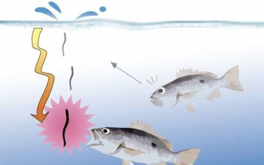 饵料|渔乐杂谈:钓点有鱼,却无鱼口?为啥都不咬钩?