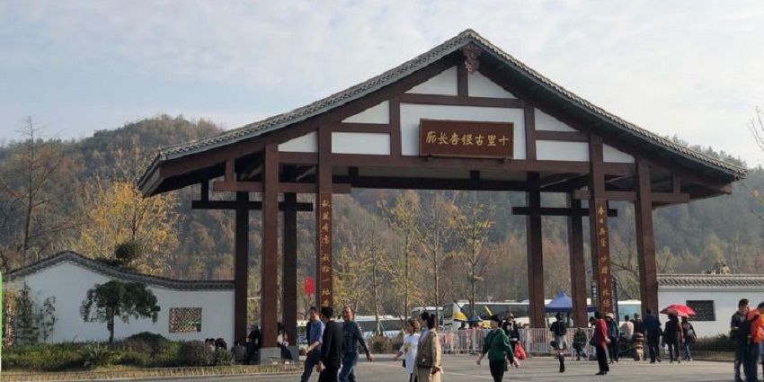 浙江省|在皇家茶场品一缕茶香，这个秋色无边的小县城，浸入金色银杏海洋