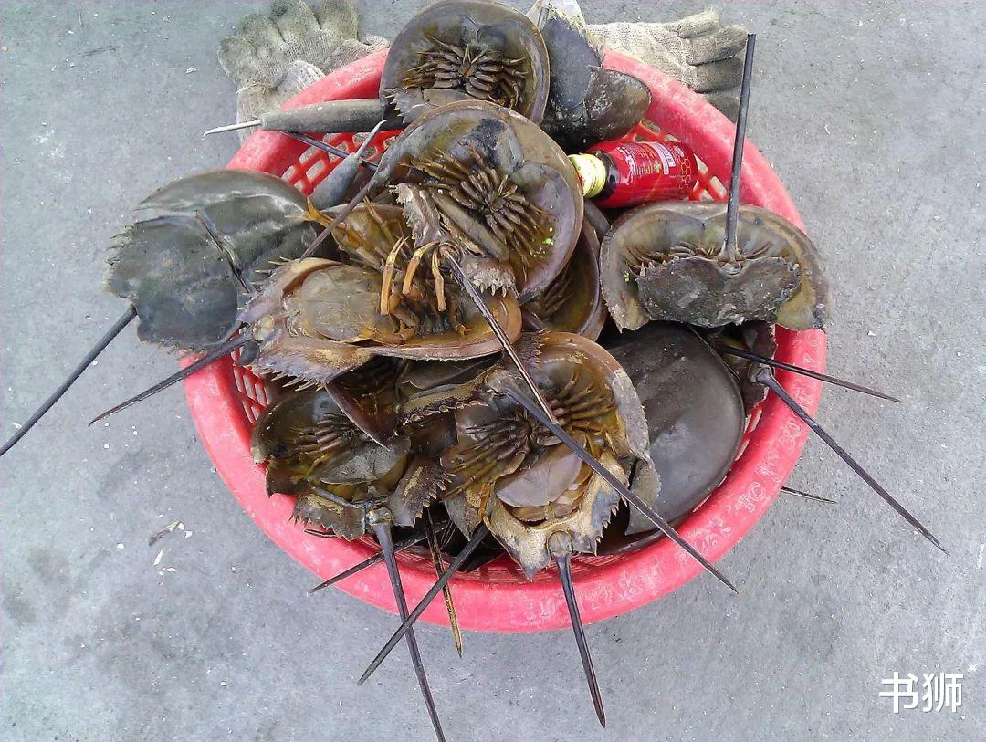 5亿年前就有的生物,蓝色血液剧毒,却“一滴千金”