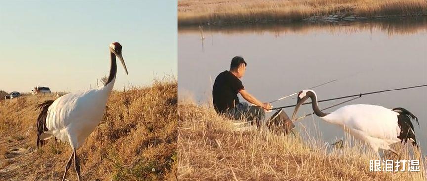 丹顶鹤|男子钓鱼偶遇丹顶鹤“蹭饭”,吃鱼前还知道洗一洗真是太聪明了